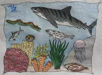 Sea Life