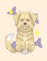 Nova Scotia duck tolling retriever light gold v2