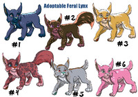 Adoptable feral lynx