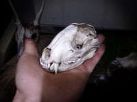 Raccoon skull