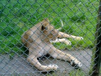"The other lionesses won't play with me..."
