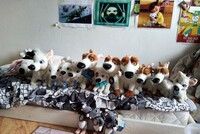 My collection of star dogs 🥰