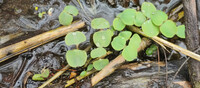 Droplets of Spring