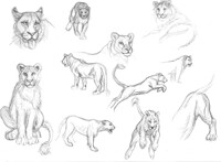 Lion Study 2