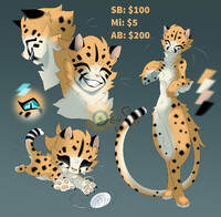 Cheetah adopt auction (closed)