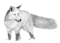 A Fox in the snow....