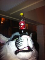 Glarecat balances Dr Pepper