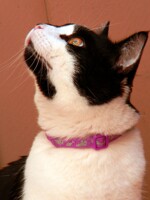 shamus cat 1