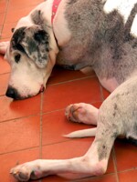 daisy dane 3