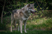 Friendly Wolf