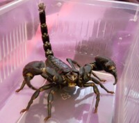 Asian forest scorpion