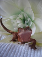crested gecko 