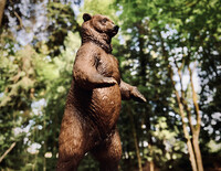 King of The Forest