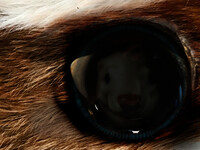 That Night You Proposed I Gazed into Your Eyes