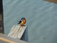 Tiny Bird on a perch
