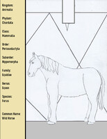 Species - Ferus - Wild Horse