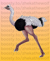 Ostrich illustration