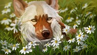 sadness in daisies