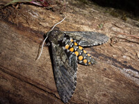 Tobacco moth part 2