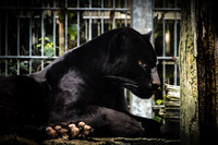 Resting Black Jaguar