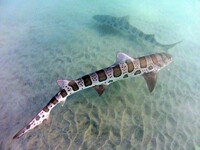Leopard shark