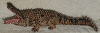 Dire Crocodile