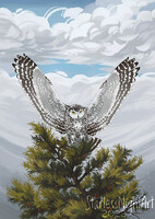 Snowy Owl
