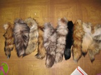 HERE ARE THE TAILS