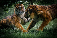 The fight (1)
