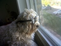 my dog pimpin'
