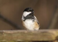 Curious chickadee