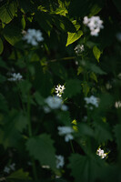 flower hidden in the forest