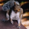 Squirrel Calls, Chapter 16