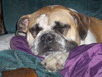 Jade sleeps