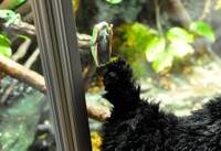 Frooooooooooooooog! =P