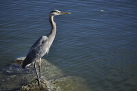 Watchful Eyes