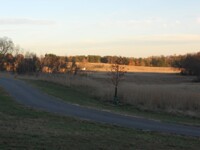 grass and tree, feild and forrest
