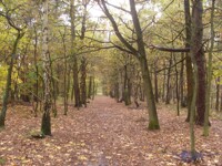 The forest in my area