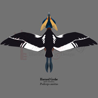 Avian August Day 3: Horned Grebe