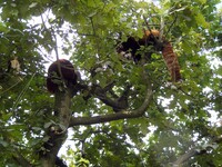 Bristol Zoo Red Pandas In Tree