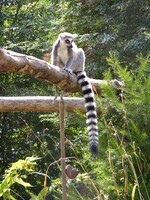 Bristol Zoo Ringtailed Lemur