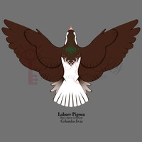 Avian August Day 8: Lahore Pigeon
