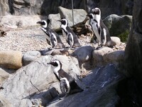 Bristol Zoo African Penguins