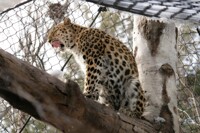 *slurp* Cold snow...