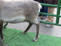 Reindeer hindquarters reference