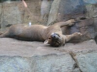 Name this animal and you win a kiss. 