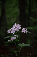 wild forest flower