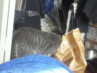 That's not a food bowl