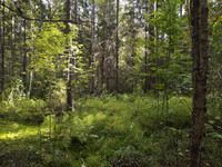 Forest. Russia, 2022 year