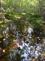 Forest. Russia, 2022 year